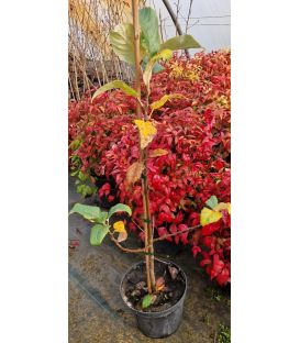 Sorbus Aria / Alisier Blanc