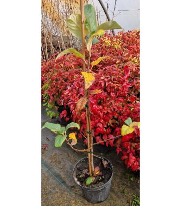 Sorbus Aria / Alisier Blanc