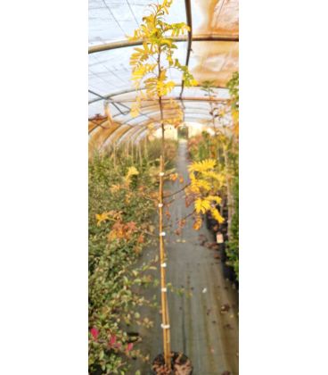 Sorbus Domestica / Cormier