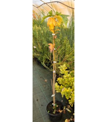 Sorbus Torminalis / Alisier Des Bois