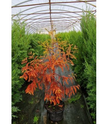 Taxodium Distichum / Cyprès Chauve