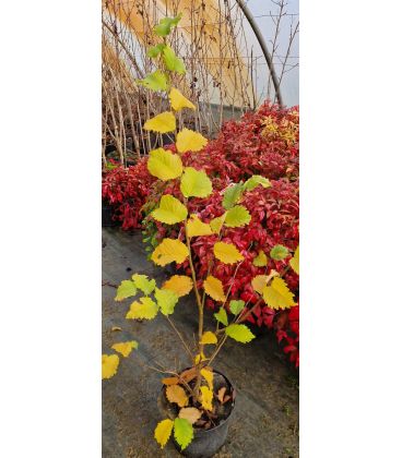 Ulmus Lutece® Nanguen / Orme de Lutece® Nanguen