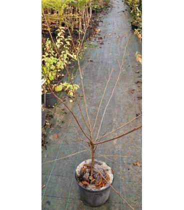 Ulmus Resista® Sapporo Autumn Gold / Orme Resista® Sapporo Autumn Gold