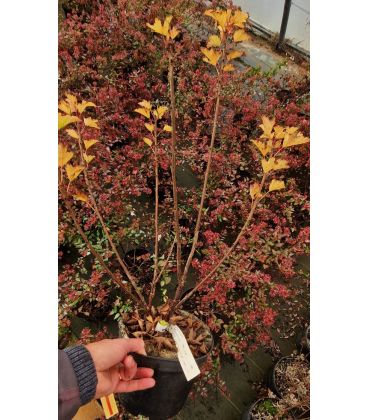 Groseillier à Grappes - Fruits Blancs