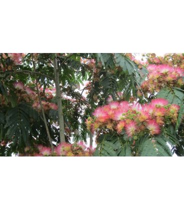 Albizia Julibrissin Ombrella®