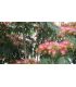 Albizia Julibrissin Ombrella®