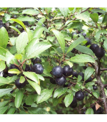 PRUNUS spinosa / EPINE NOIRE, PRUNELLIER