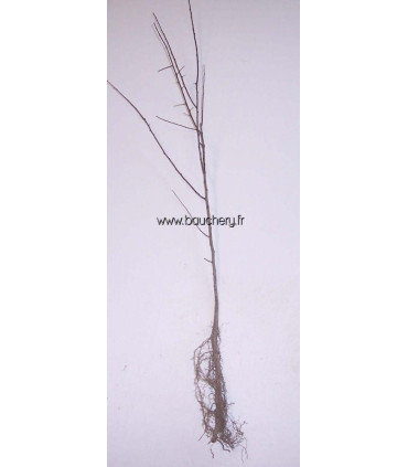 PRUNUS spinosa / EPINE NOIRE, PRUNELLIER