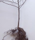 Prunus Spinosa / Epine Noire, Prunellier