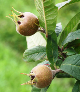 Mespilus Germanica / Neflier
