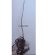 CORYLUS avellana / NOISETIER COMMUN