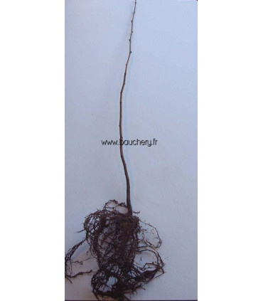 CORYLUS avellana / NOISETIER COMMUN