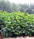Corylus Avellana / Noisetier Commun