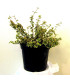 EUONYMUS fortunei Emerald Gaiety / FUSAIN EMERALD GAIETY