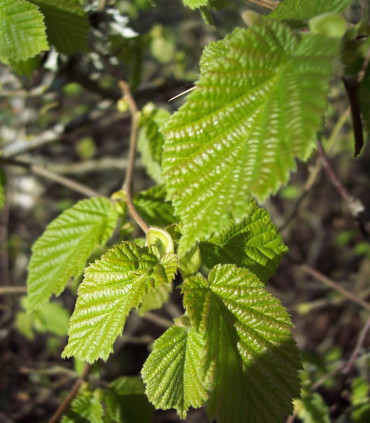 Corylus Avellana / Noisetier Commun