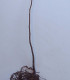 Corylus Avellana / Noisetier Commun