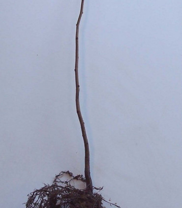 Corylus Avellana / Noisetier Commun