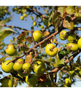 MALUS sylvestris - Pommier sauvage