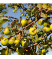 Malus Sylvestris /Pommier Sauvage / Origine Forestière