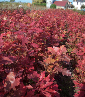 Quercus Rubra Origine Forestière  / Chene Rouge