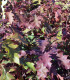 Quercus Rubra Origine Forestière  / Chene Rouge
