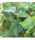 Corylus Colurna/ Noisetier de Byzance