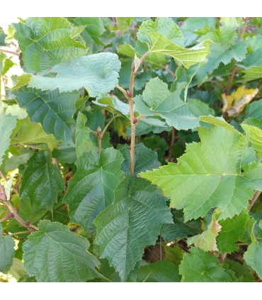 Corylus Colurna/ Noisetier de Byzance