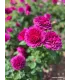 Rosier buisson voluptia purple
