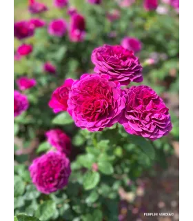 Rosier buisson voluptia purple
