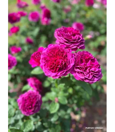 Rosier buisson voluptia purple