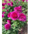 VOLUPTIA PURPLE pourpre