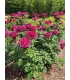 Rosier buisson voluptia purple