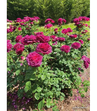 Rosier buisson voluptia purple