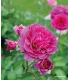 Rosier buisson voluptia purple