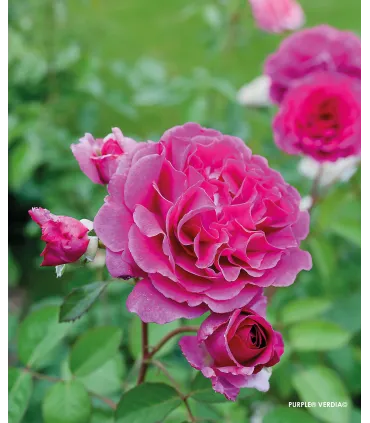 Rosier buisson voluptia purple