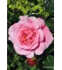 Vieille rose Pénélope
