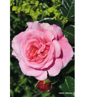 Vieille rose Pénélope