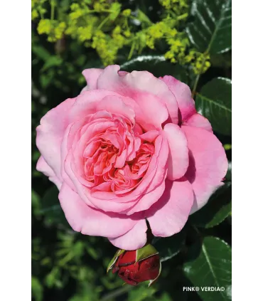 Vieille rose Pénélope