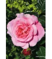 VOLUPTIA PINK rose double
