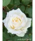 Vieille rose Pénélope