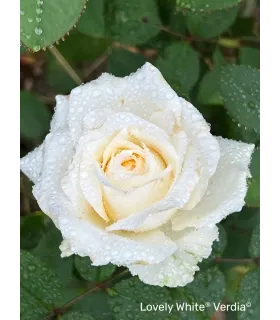 Vieille rose Pénélope