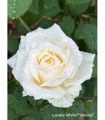 Vieille rose Pénélope