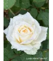 VOLUPTIA LOVELY WHITE blanc