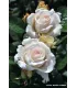 Vieille rose Pénélope