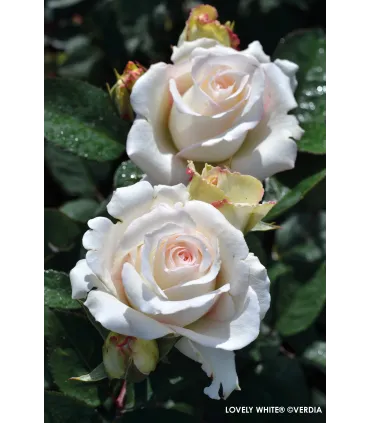 Vieille rose Pénélope