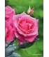 Vieille rose Pénélope