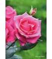 VOLUPTIA CRAZY PINK magenta