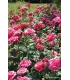 Vieille rose Pénélope