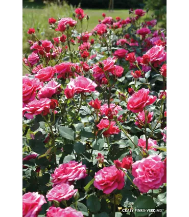 Vieille rose Pénélope