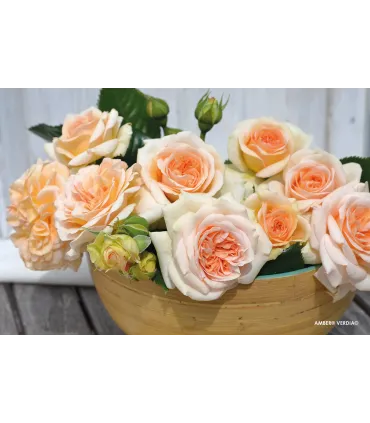 Vieille rose Pénélope